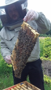 Examining our new hives!